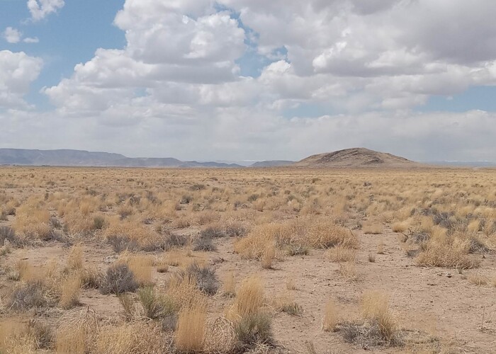 CO-Costilla 70392060 (11)