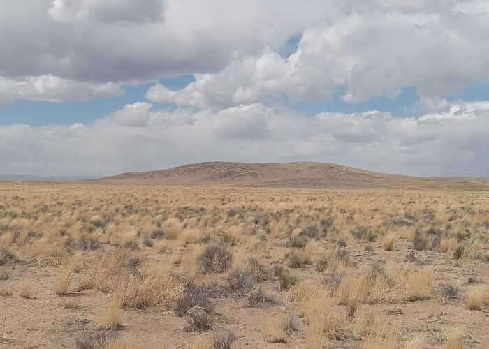 CO-Costilla 70392060 (13)