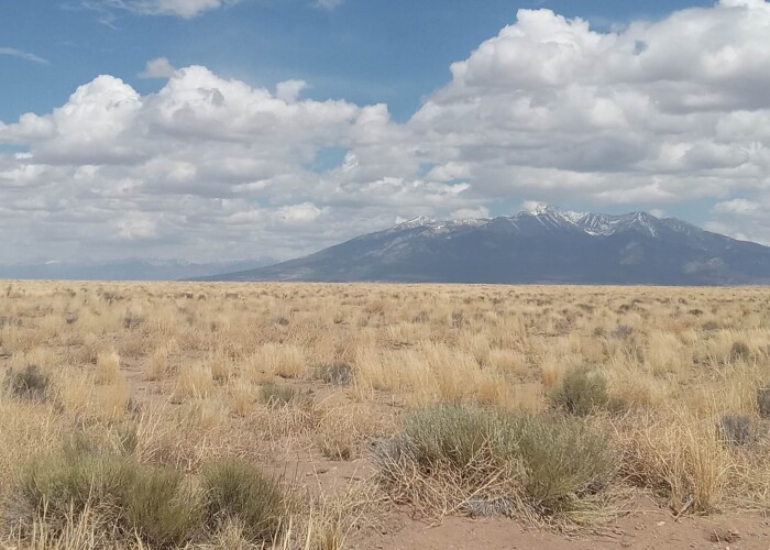 CO-Costilla 70392060 (16)