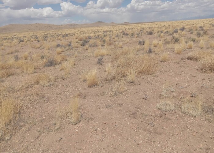 CO-Costilla 70392060 (4)