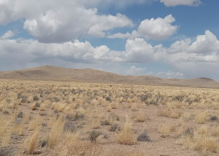 CO-Costilla 70392060 (8)