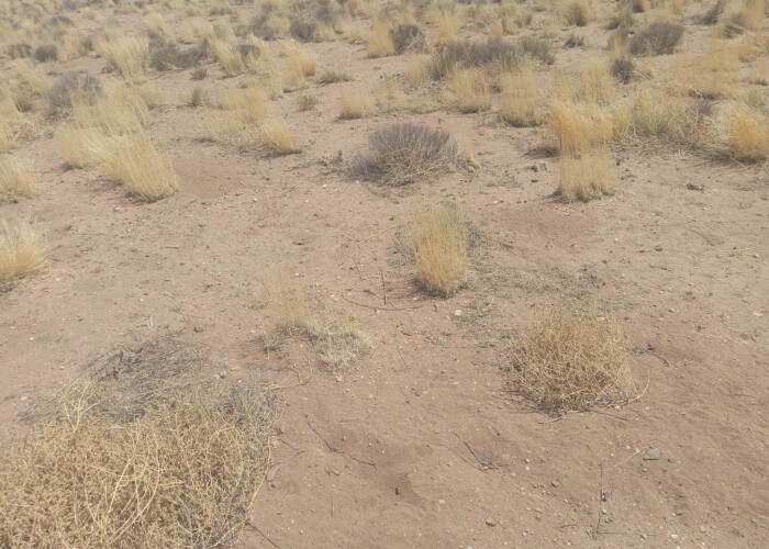 CO-Costilla 70392060 (9)